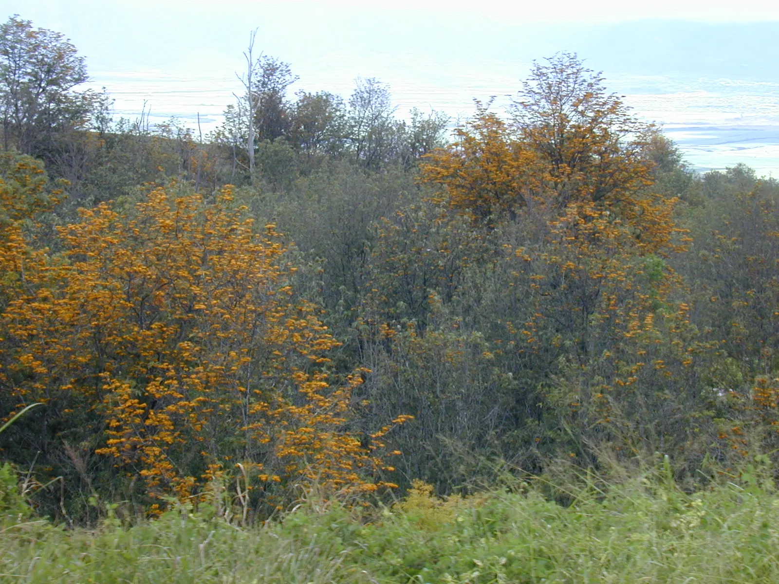 Silk Oak (Grevillea Robusta) — Native to the eastern coastal regions of Australia; this tree can reach impressive heights up to 100 feet with a canopy spread