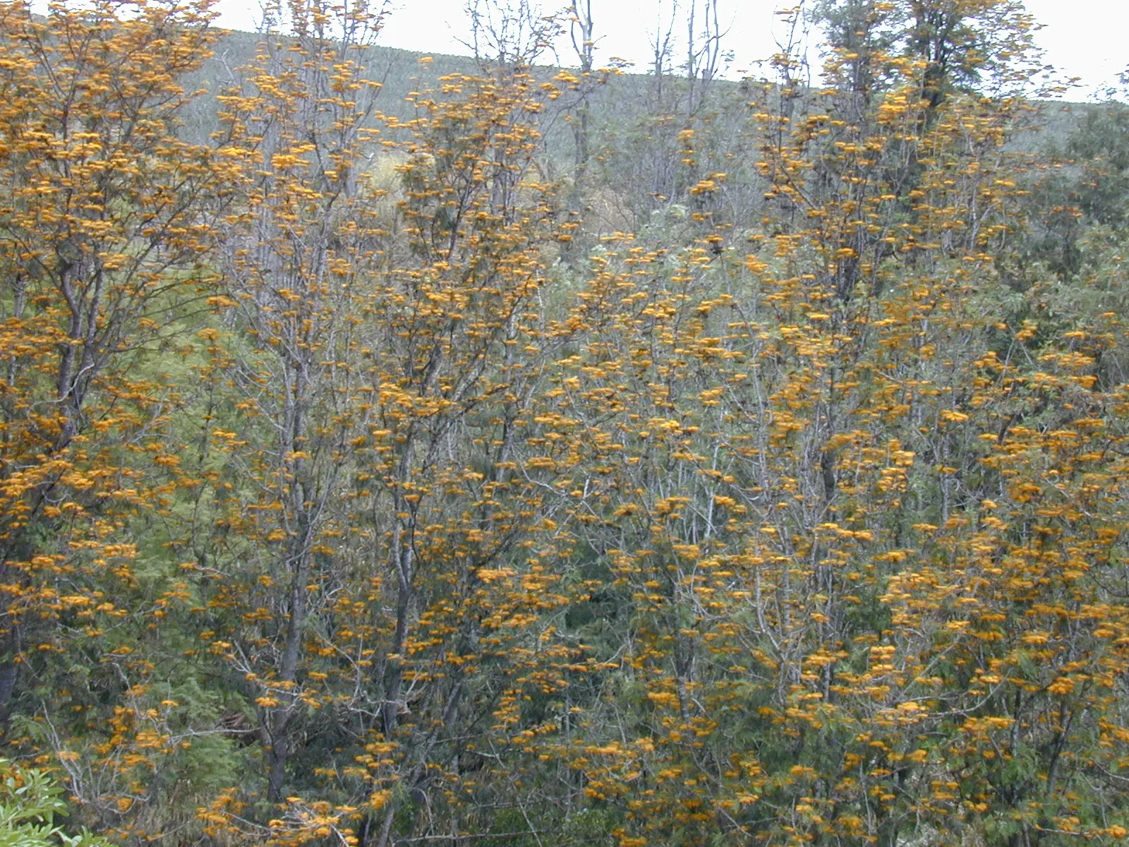 Silk Oak (Grevillea Robusta) — provide a stunning contrast against the deep green; growing up to 100 feet tall with a spread of 20-30 feet, image 65