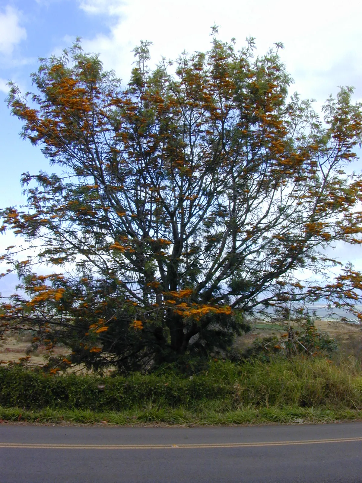 Silk Oak (Grevillea Robusta) — dissected leaves.<br><br>For landscape purposes; native to the eastern coastal regions of Australia