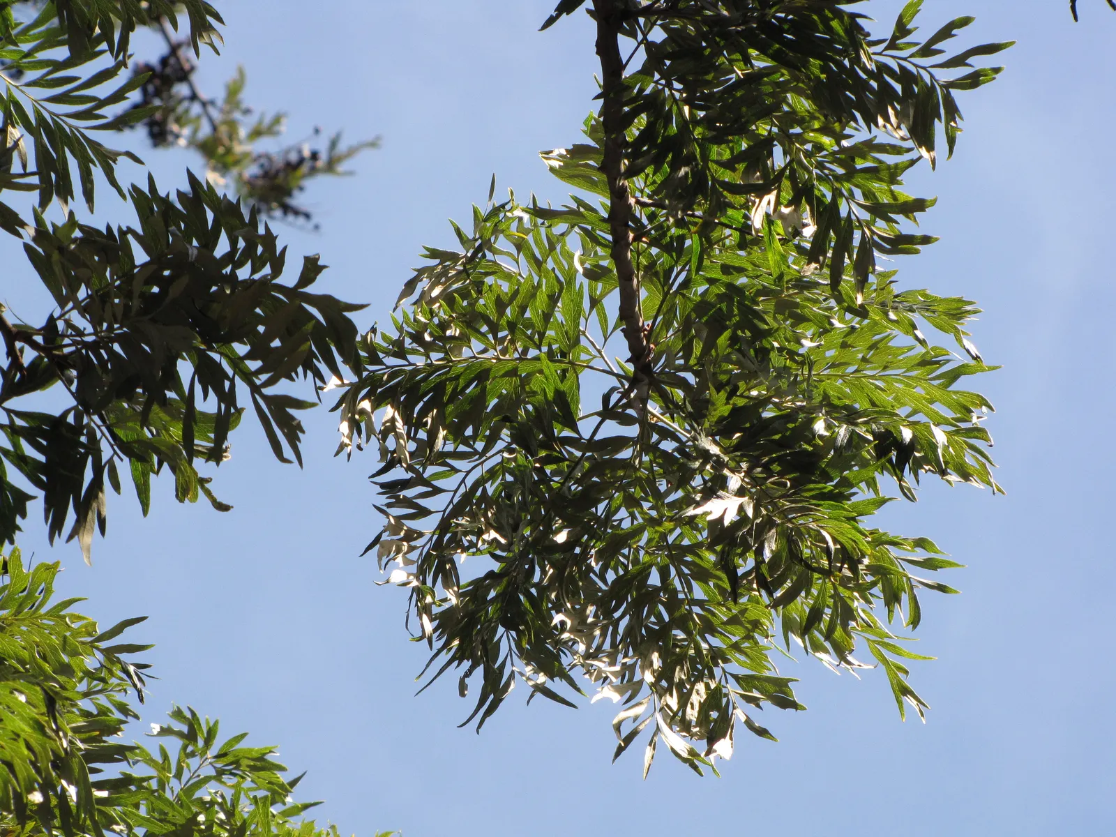 Silk Oak (Grevillea Robusta) — growing up to 100 feet tall with a spread of 20-30 feet; the Silk Oak's fern-like foliage presents a delicate texture, image 77