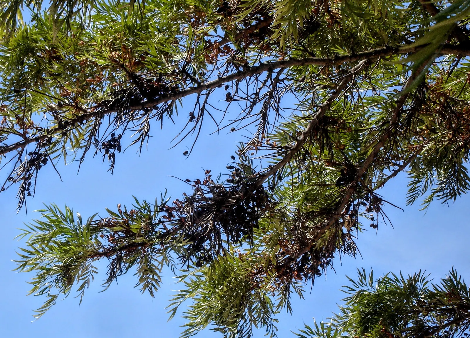 Silk Oak (Grevillea Robusta) — growing up to 100 feet tall with a spread of 20-30 feet; the Silk Oak's fern-like foliage presents a delicate texture, image 52