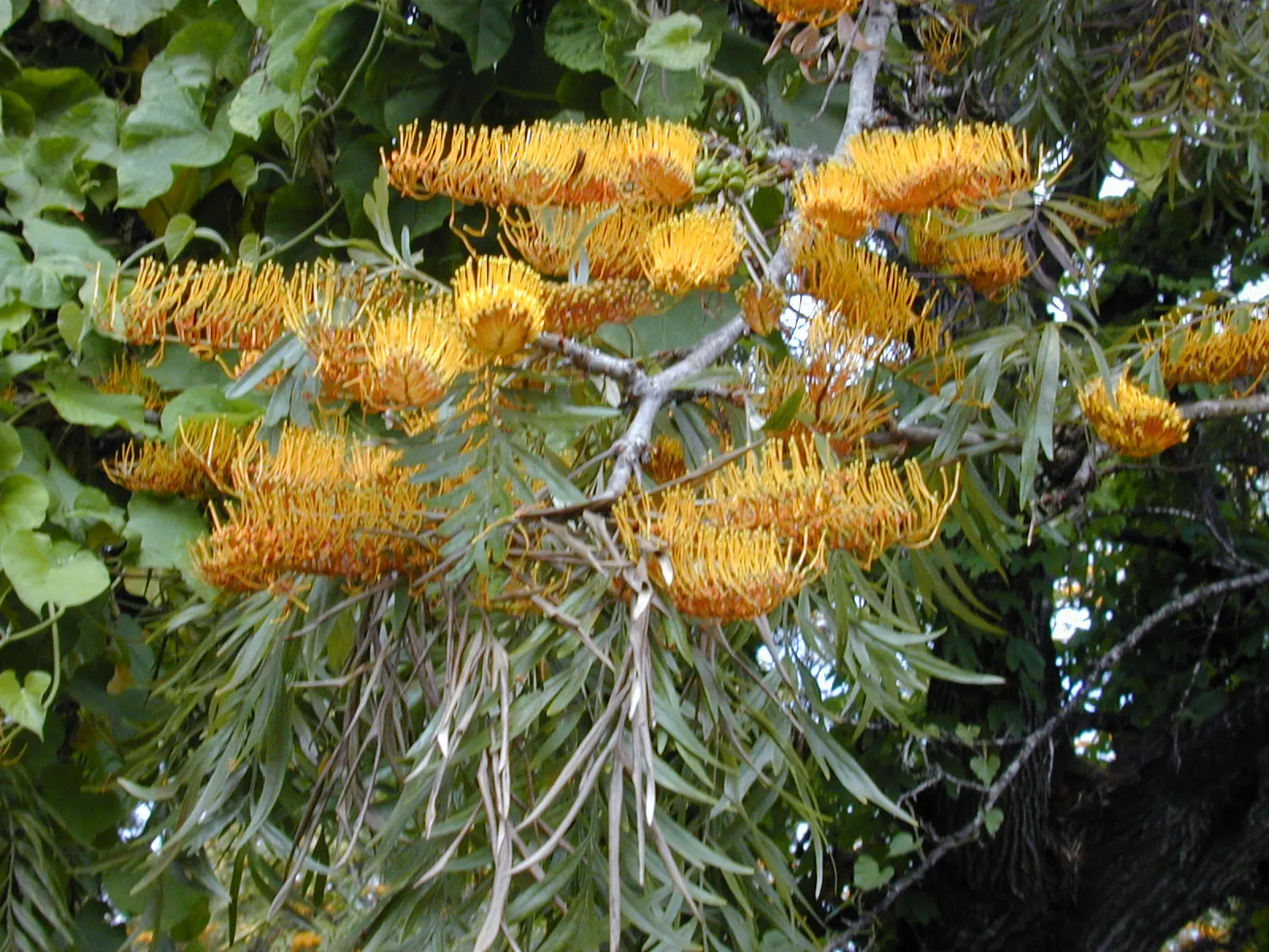 Silk Oak (Grevillea Robusta) — it is important to note that the Silk Oak is best suited for USDA zones 9 to 11 and prefers well-drained soils, image 67