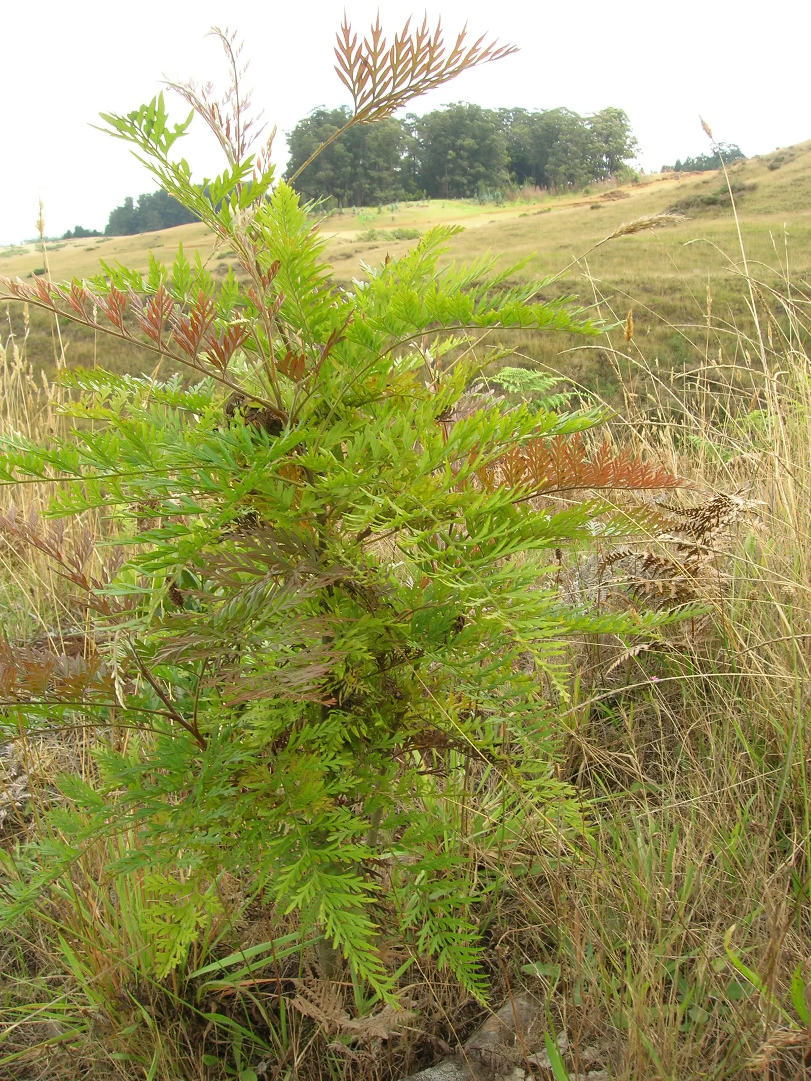 Silk Oak (Grevillea Robusta) — scientifically known as Grevillea robusta; and it's recommended to plant it away from areas with heavy pedestrian traffic