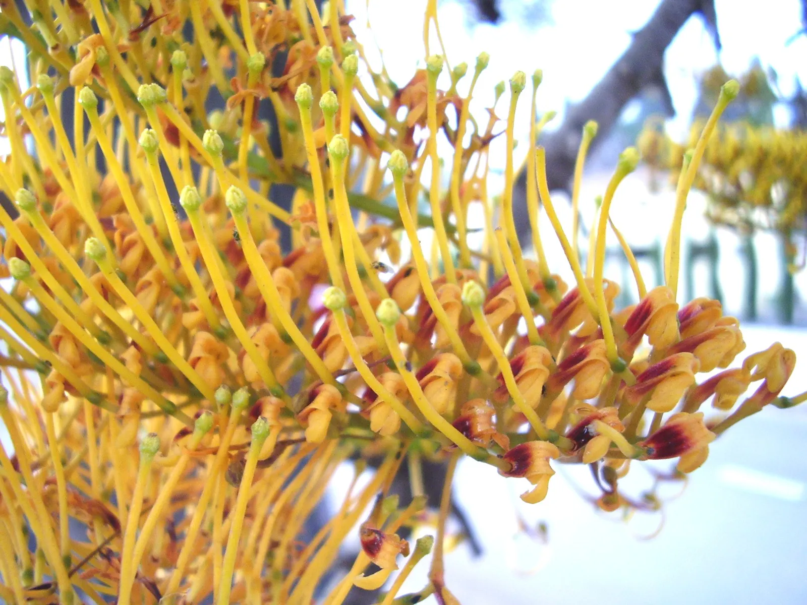 Silk Oak (Grevillea Robusta) — tree for full; regular pruning will help maintain its shape and prevent excessive spread