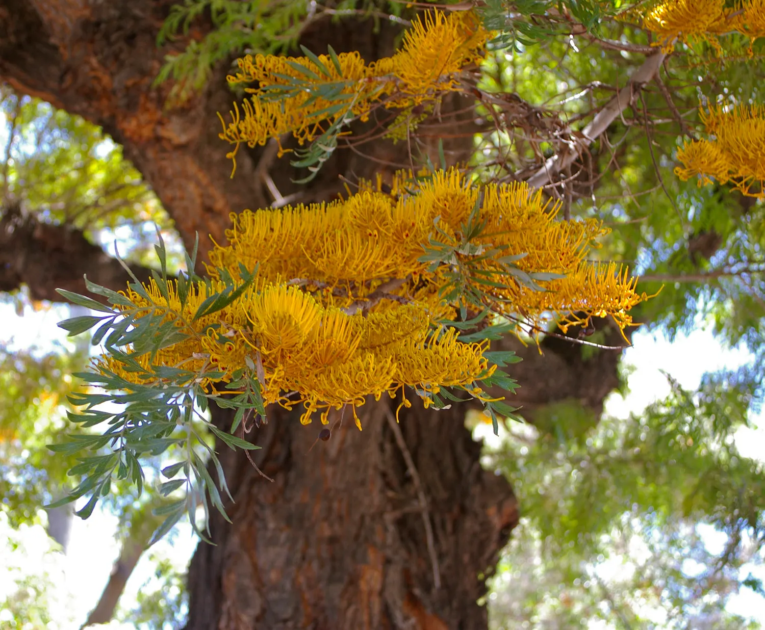 Silk Oak (Grevillea Robusta) — is a majestic evergreen tree renowned for its ornamental qualities and fast-growing nature; its nectar-rich, orange, image 58