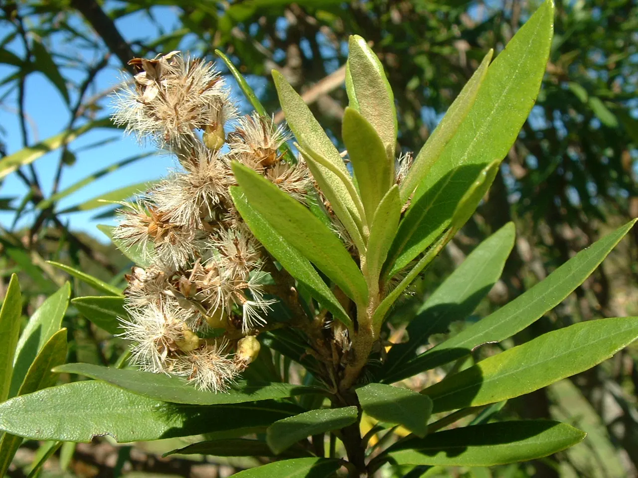 Silk Oak (Grevillea Robusta) — attracting pollinators such as hummingbirds and bees, image 38