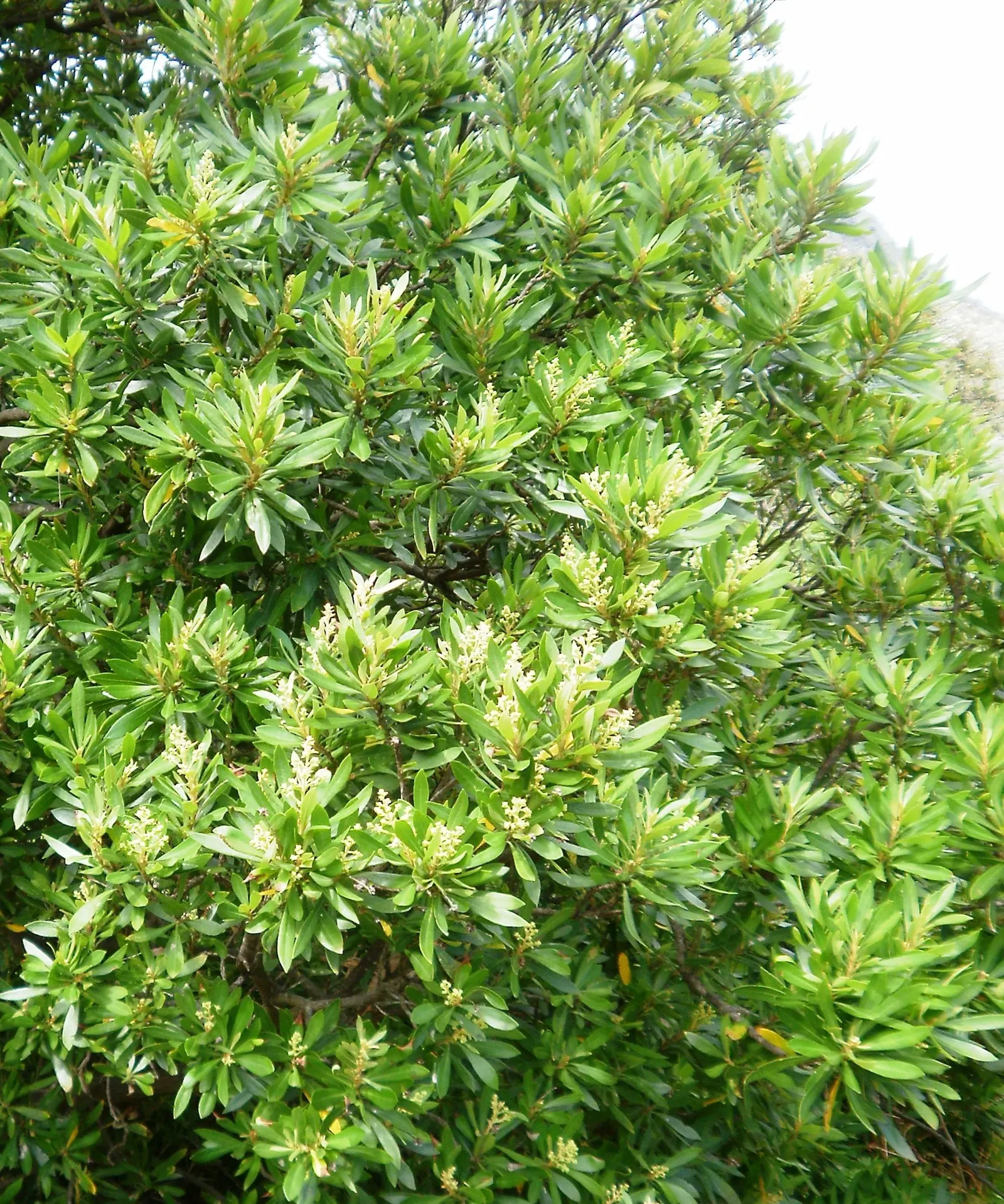 Silk Oak (Grevillea Robusta) — The Silk Oak's fern-like foliage presents a delicate texture; tree with gold and yellow blooms
