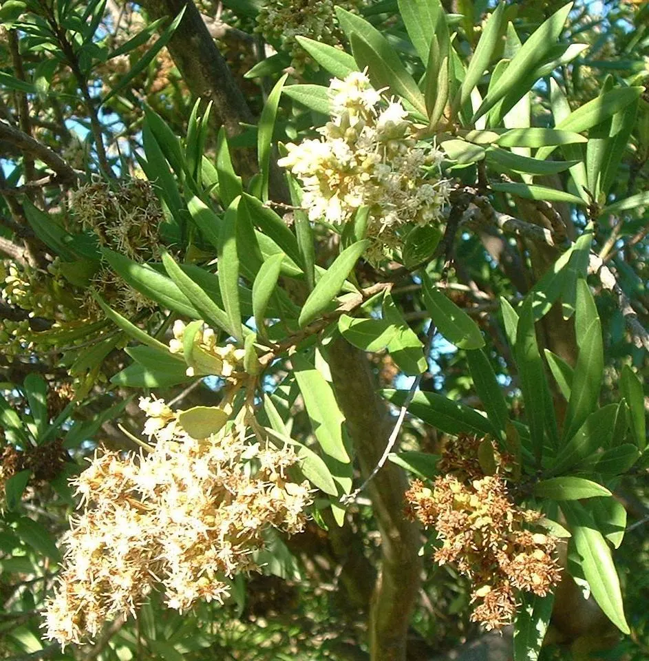 Silk Oak (Grevillea Robusta) — and it's recommended to plant it away from areas with heavy pedestrian traffic; as it has an aggressive root system that can