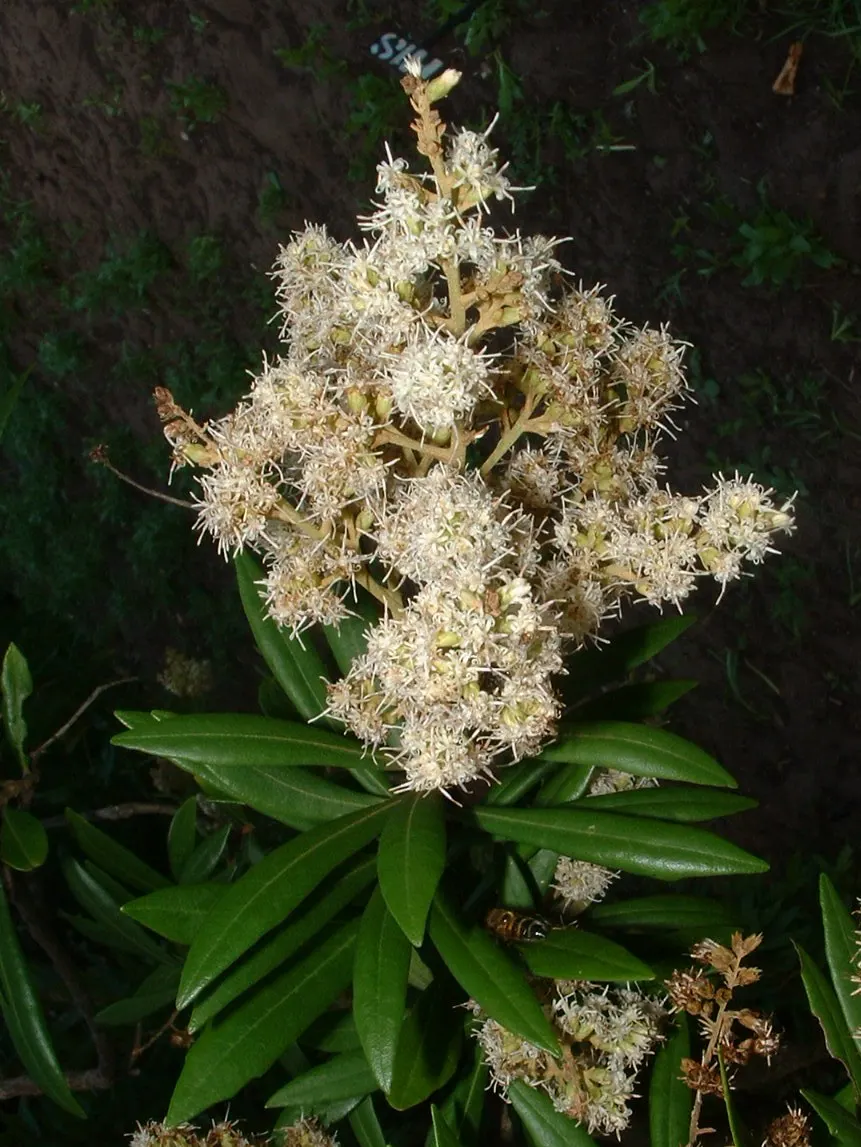 Silk Oak (Grevillea Robusta) — It requires full sun exposure to thrive and can endure short drought periods once established; gold and yellow flowers in the