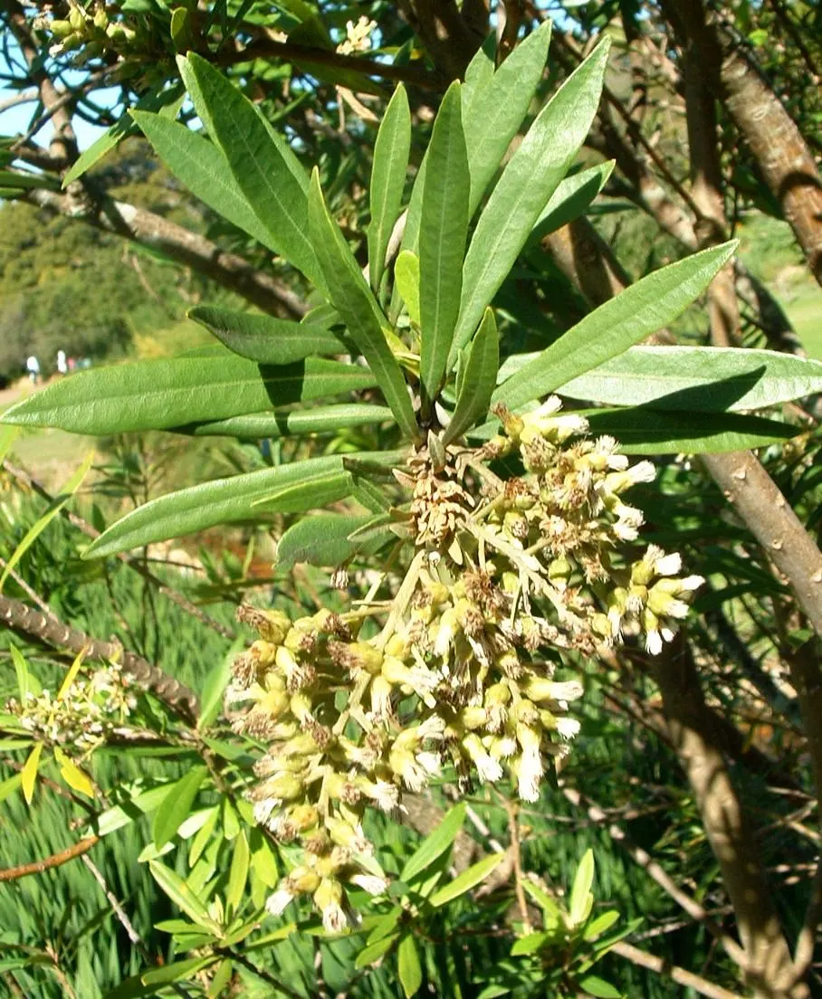 Silk Oak (Grevillea Robusta) — provide a stunning contrast against the deep green; growing up to 100 feet tall with a spread of 20-30 feet