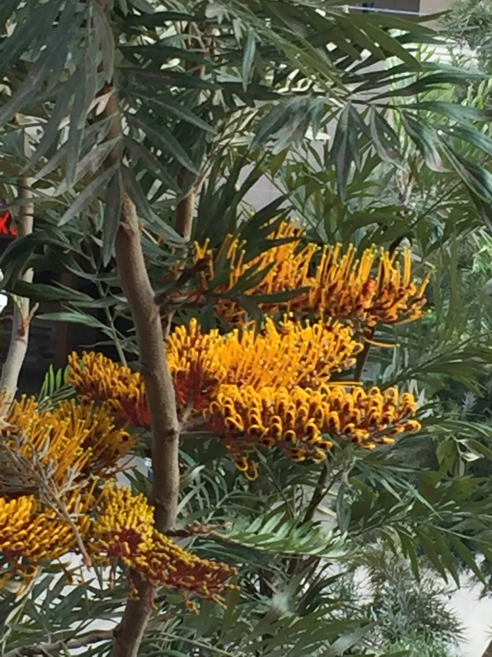 Silk Oak (Grevillea Robusta) — Native to the eastern coastal regions of Australia; this tree can reach impressive heights up to 100 feet with a, image 59