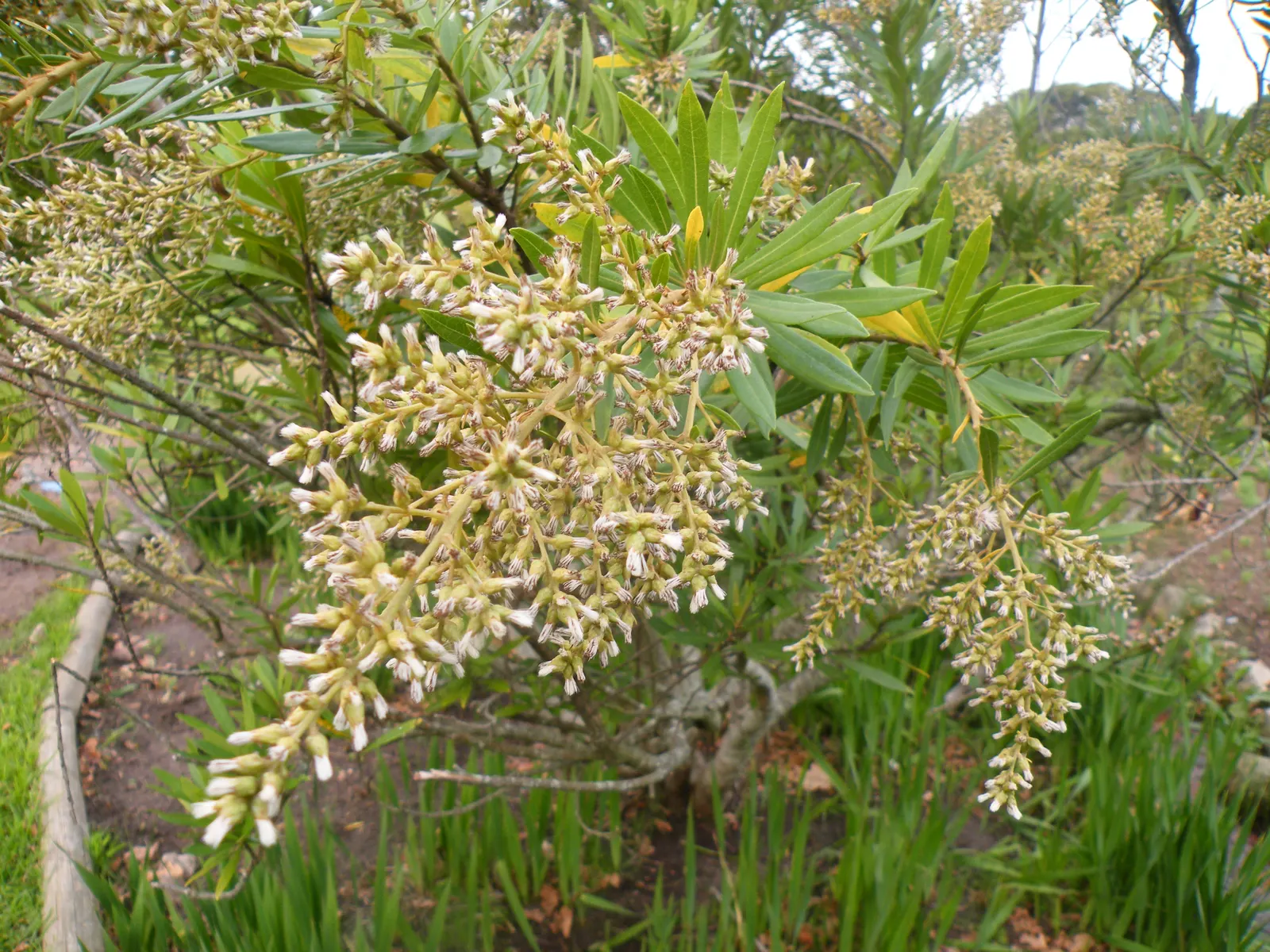 Silk Oak (Grevillea Robusta) — growing up to 6 inches long; the foliage may cause skin irritation on sensitive individuals