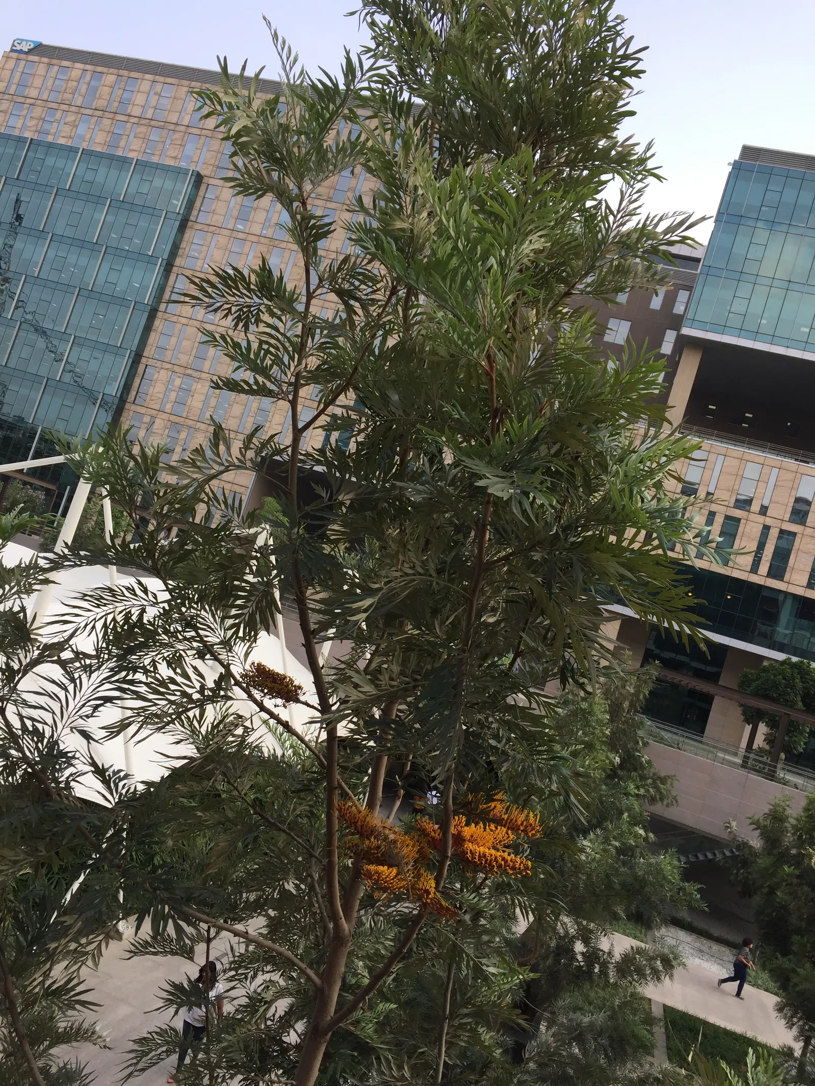 Silk Oak (Grevillea Robusta) — this tree can reach impressive heights up to 100 feet with a canopy spread of about 30 feet when mature; it is, image 60