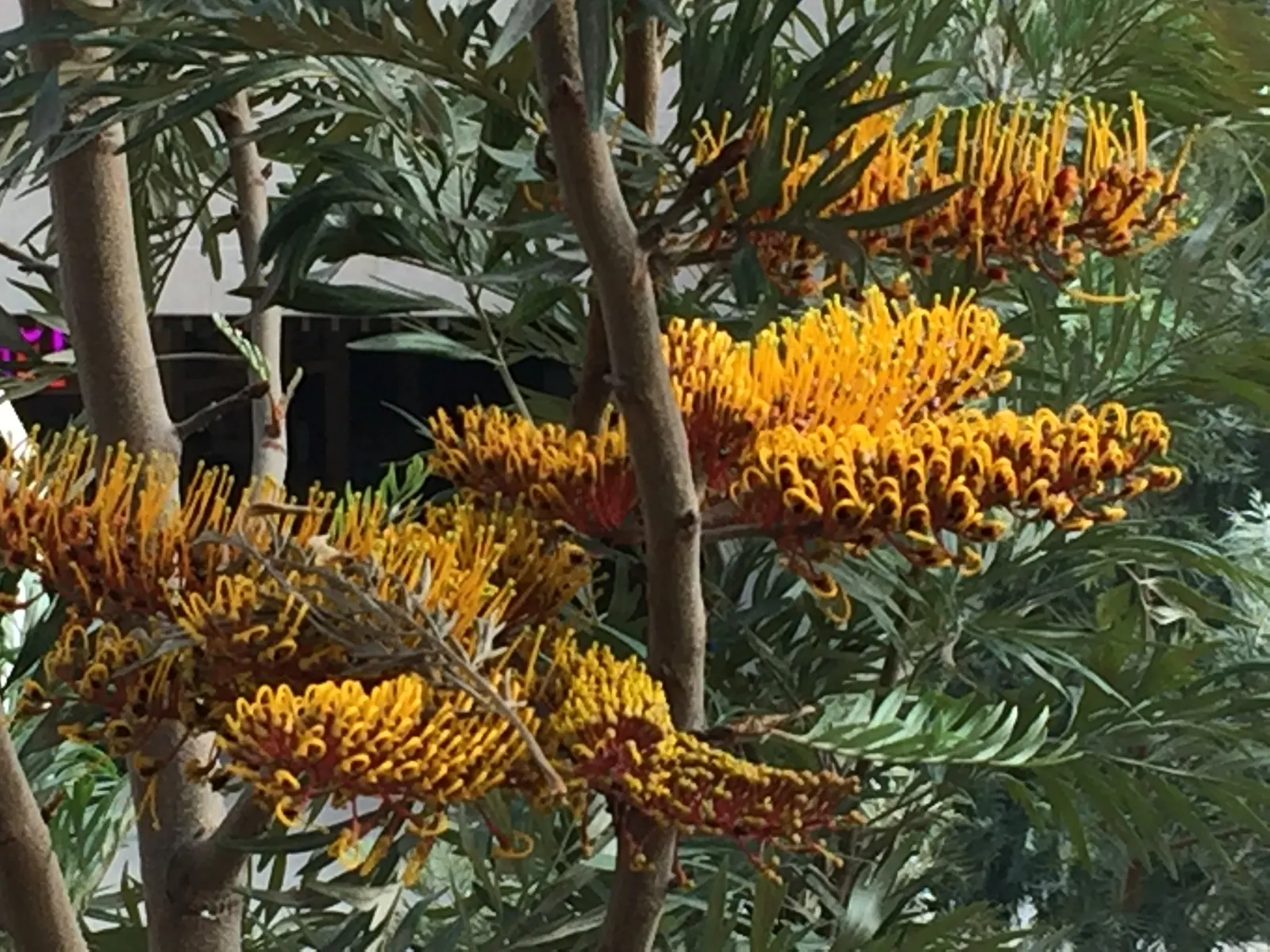 Silk Oak (Grevillea Robusta) — bottlebrush-like flowers bloom abundantly; making it an ideal focal piece for large landscapes requiring minimal, image 62
