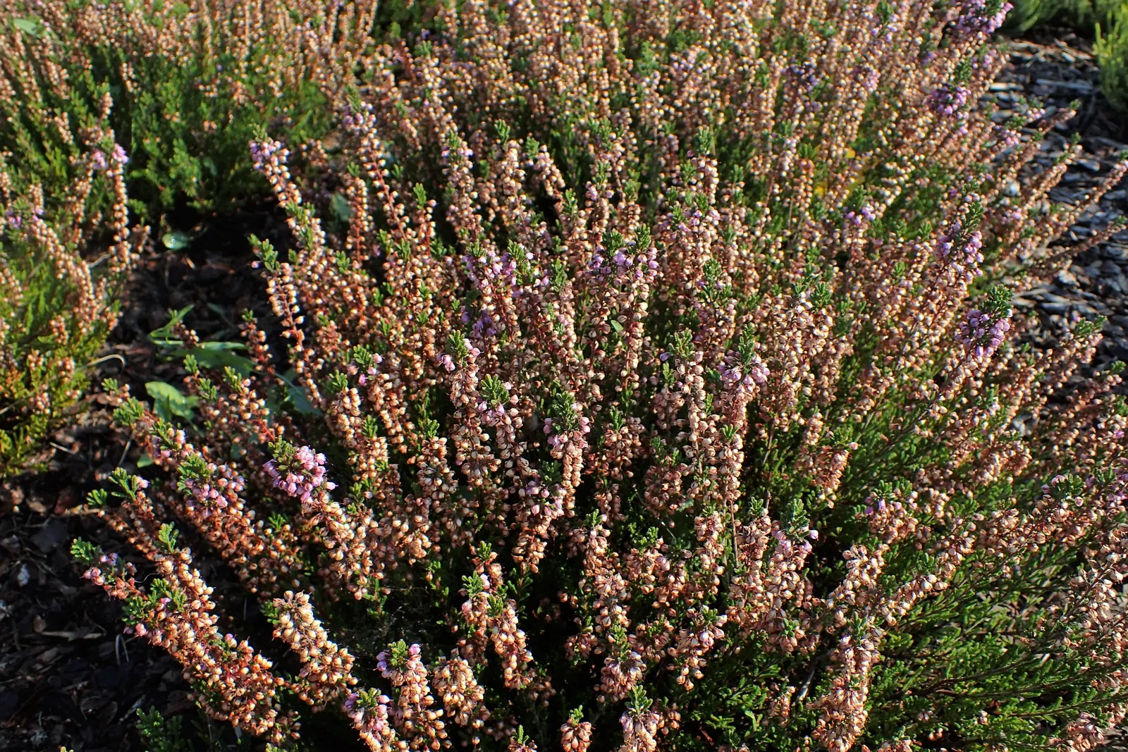Spring Torch Heather (Calluna Vulgaris 'Spring Torch') — The 'Spring Torch' Heather