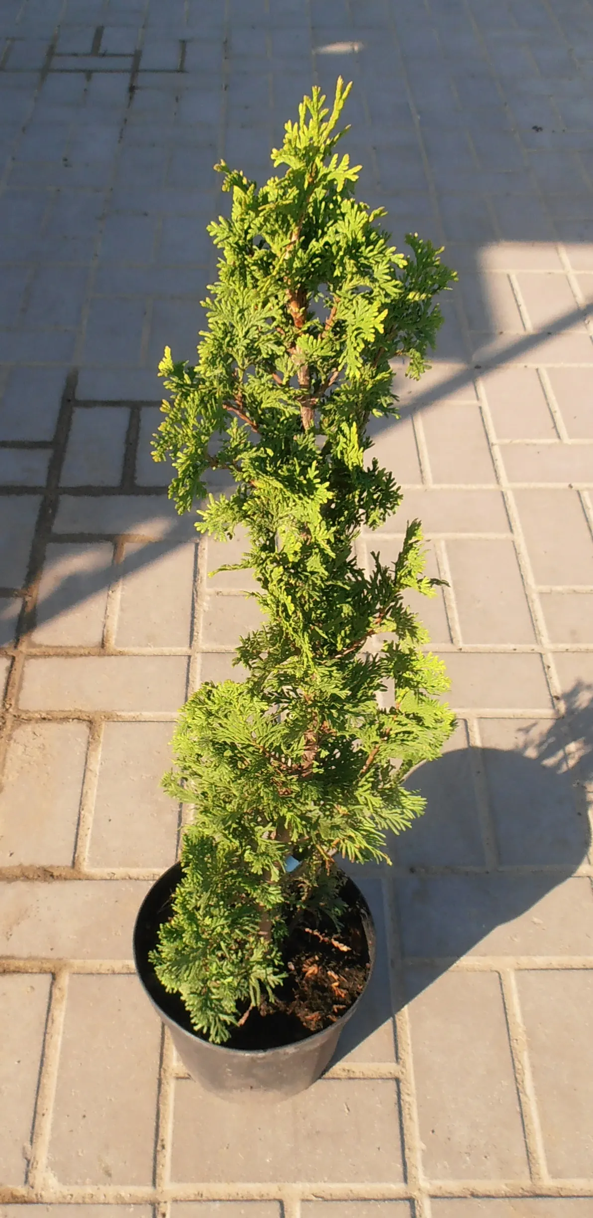 Degroots Spire Arborvitae (Thuja Occidentalis 'Degroots Spire') — reaching a mature height of 15-20 feet and a width of 3-4 feet