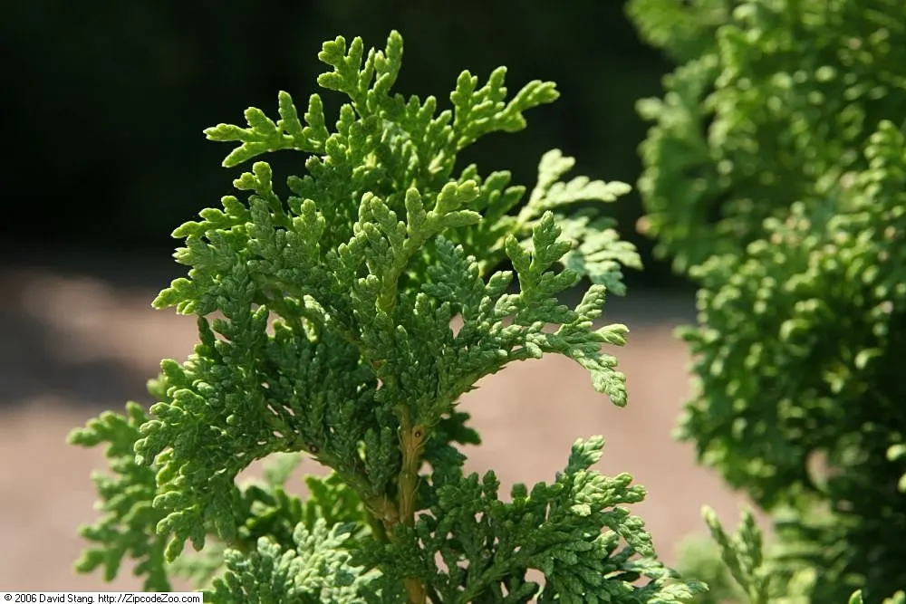 Degroots Spire Arborvitae (Thuja Occidentalis 'Degroots Spire') — The Thuja occidentalis 'DeGroot's Spire' is a compact
