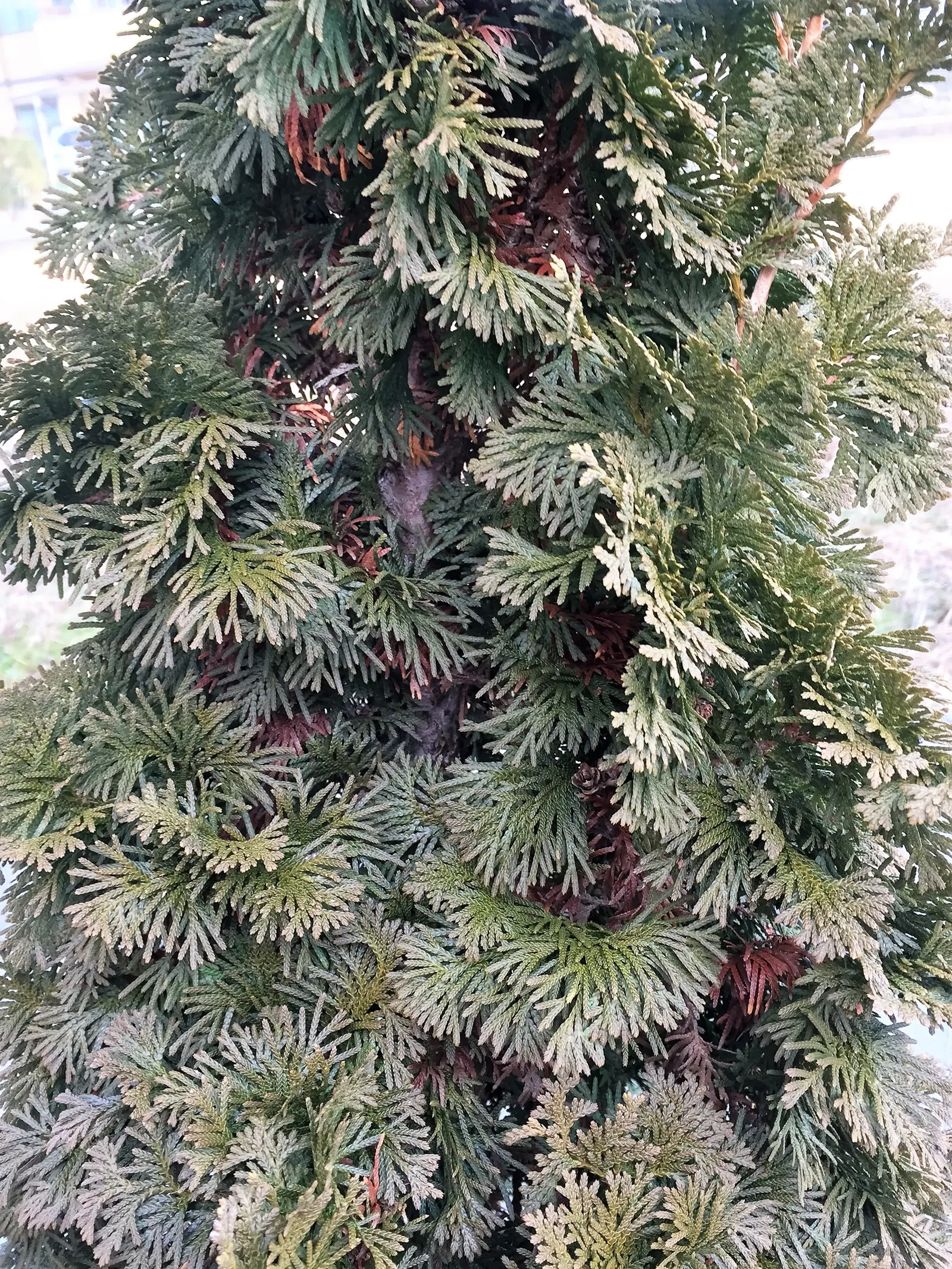 Degroots Spire Arborvitae (Thuja Occidentalis 'Degroots Spire') — Its rich green, tightly packed foliage offers year-round interest and texture