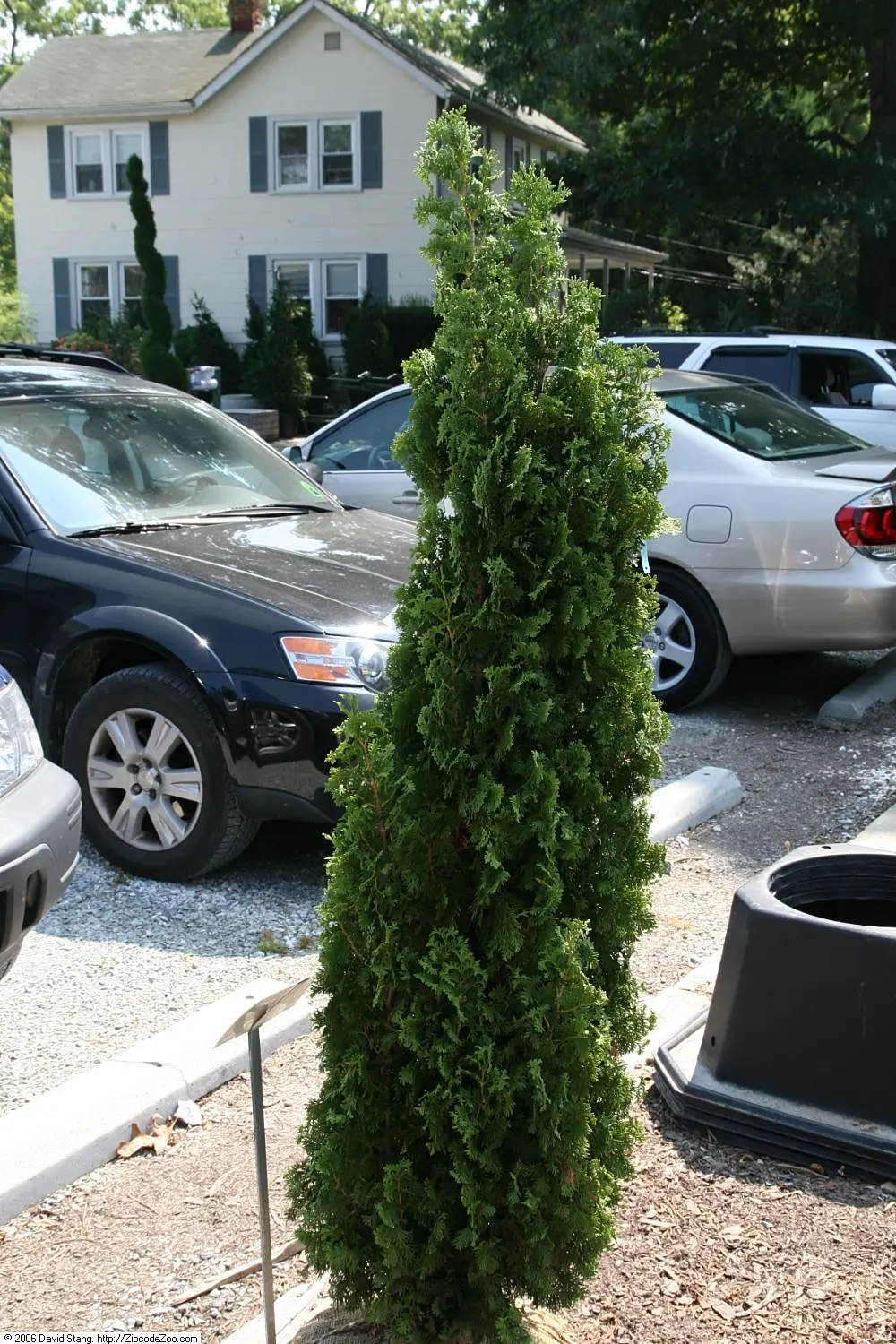 Degroots Spire Arborvitae (Thuja Occidentalis 'Degroots Spire') — evergreen conifer with a distinct
