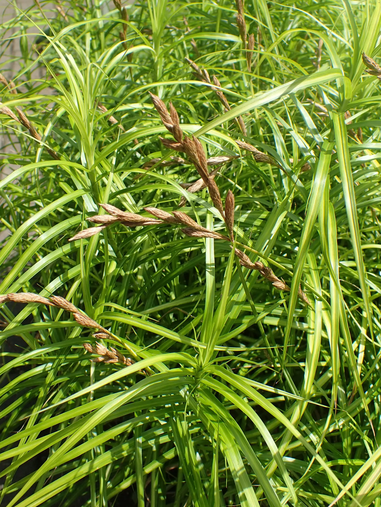 Spark Plug Sedge (Carex 'Spark Plug') — making it an excellent addition to any landscape design