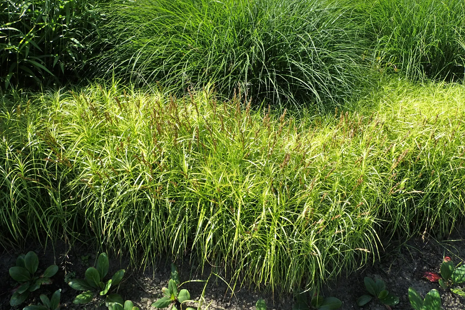 Spark Plug Sedge (Carex 'Spark Plug') — It's also deer-resistant, adding further appeal to the client who may be troubled by wildlife disturbances