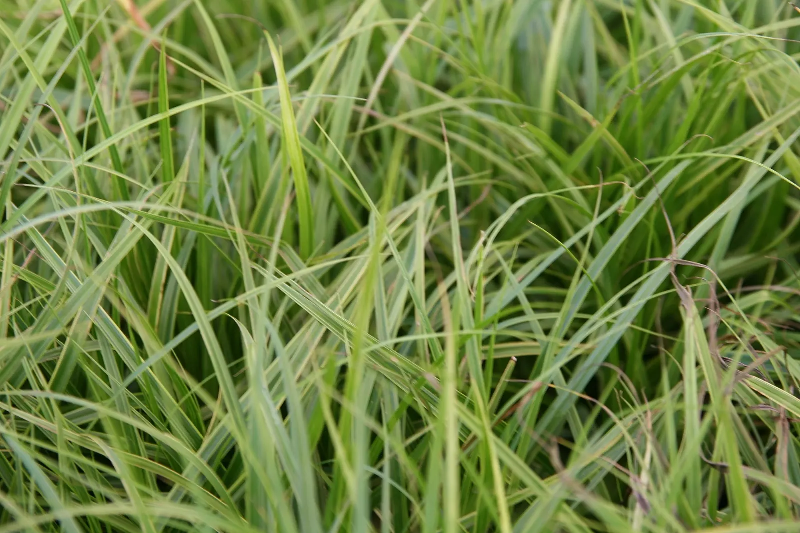 Spark Plug Sedge (Carex 'Spark Plug') — One of the remarkable aspects of Palm Sedge is its ability to provide year-round interest