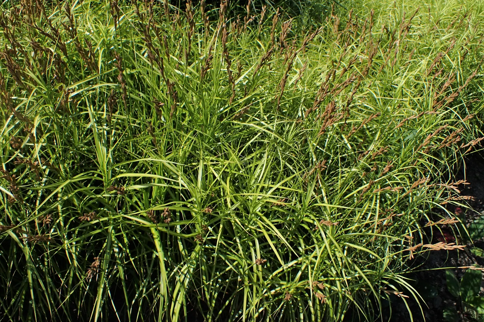 Spark Plug Sedge (Carex 'Spark Plug') — consider using it in mass plantings for a dramatic textural effect
