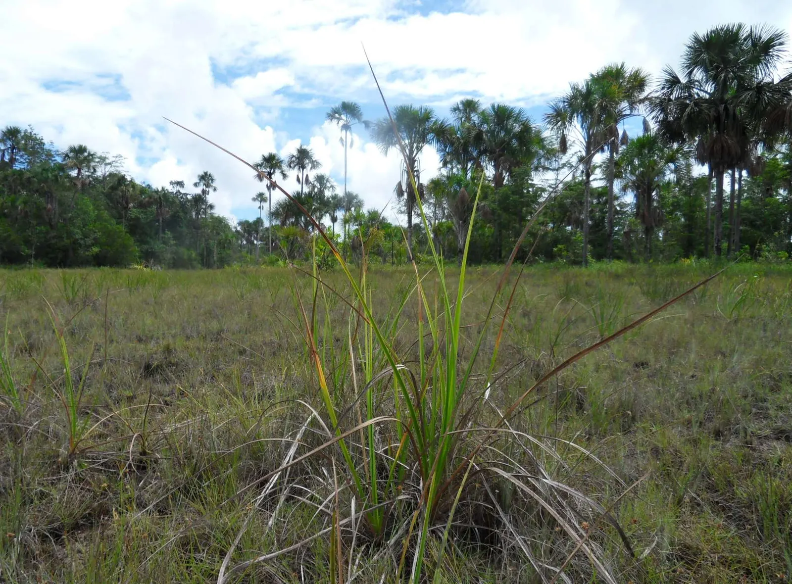 Spark Plug Sedge (Carex 'Spark Plug') — The versatility of 'Spark Plug' allows it to adapt well to conditions ranging from average to moist soil
