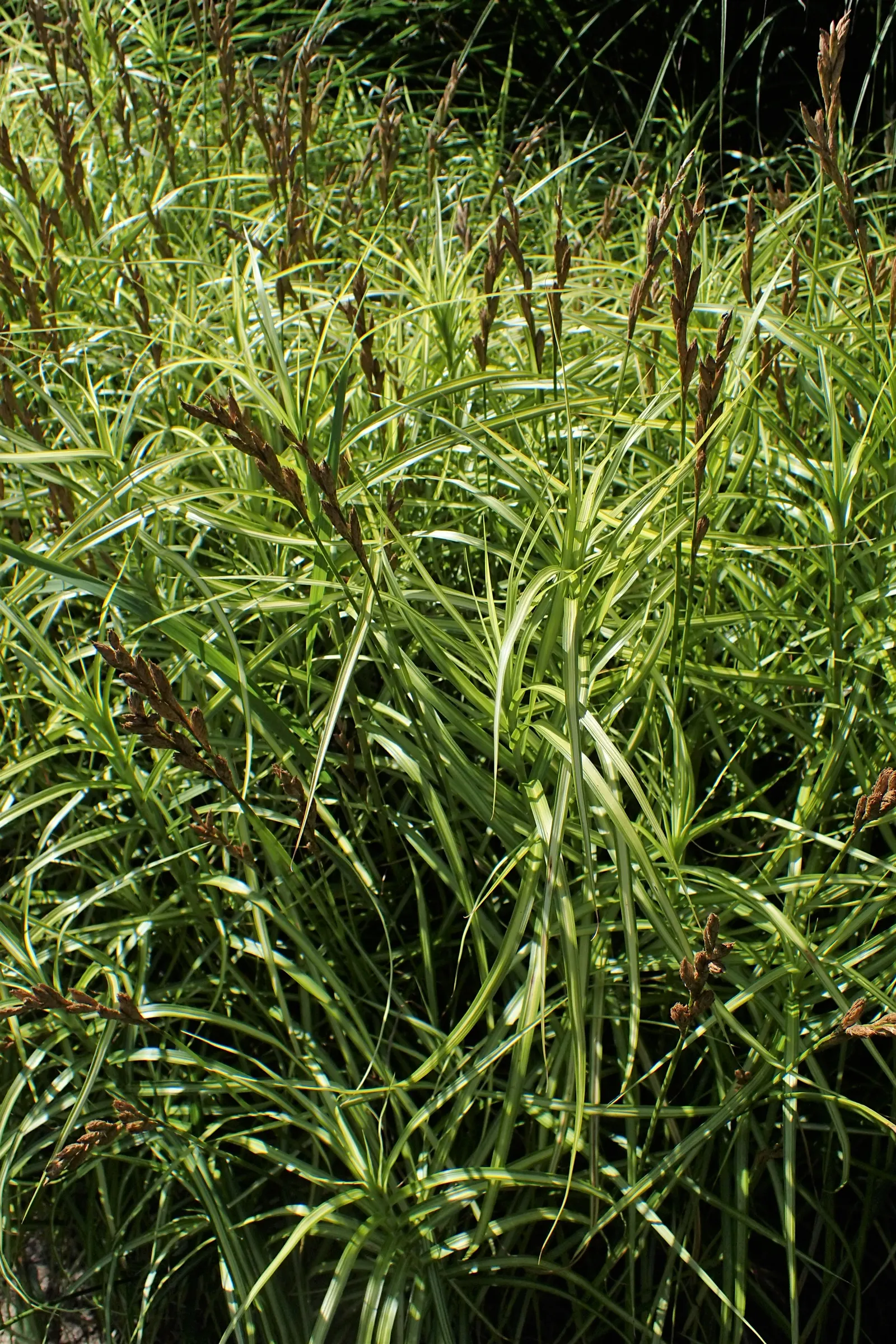 Spark Plug Sedge (Carex 'Spark Plug') — or combined with shade-loving perennials to create a lush