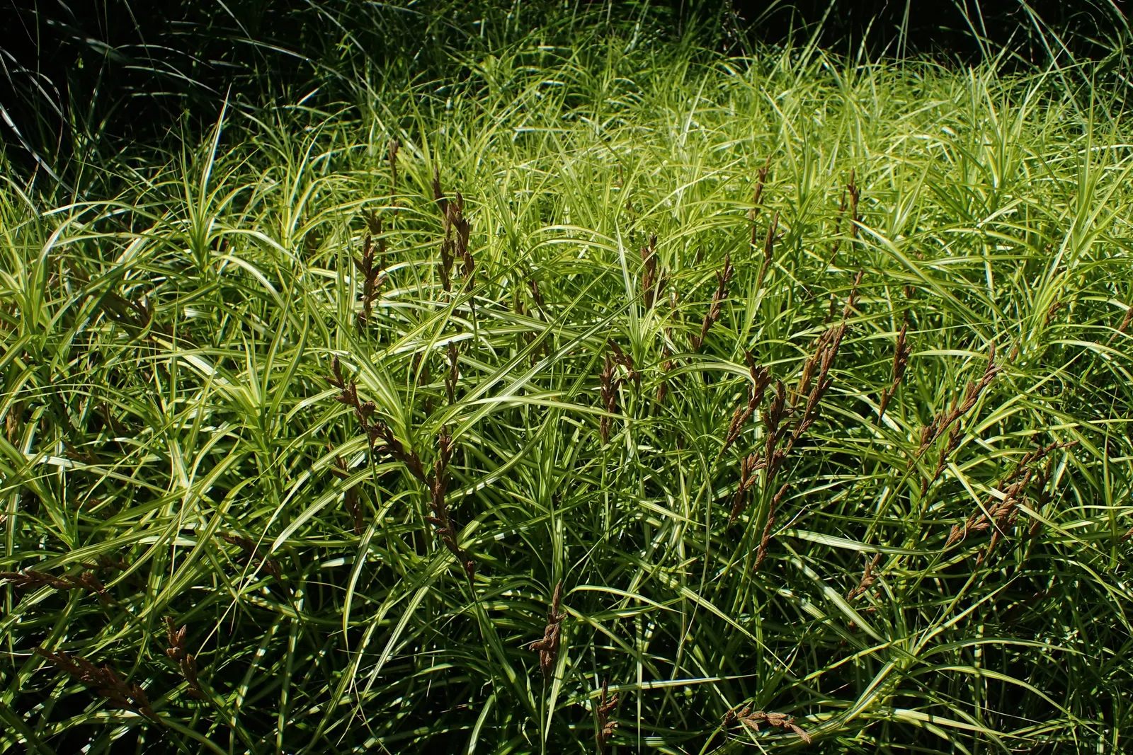 Spark Plug Sedge (Carex 'Spark Plug') — <br><br>When integrating Carex 'Spark Plug' into a landscape design