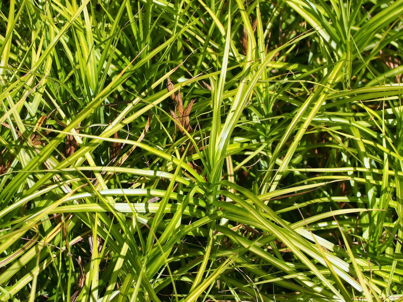 Spark Plug Sedge (Carex 'Spark Plug') — fountain-like clump that mimics the appearance of a miniature palm tree