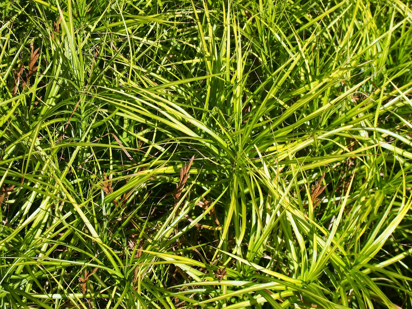 Spark Plug Sedge (Carex 'Spark Plug') — It prefers partial to full shade but can tolerate some morning sun, especially in cooler climates