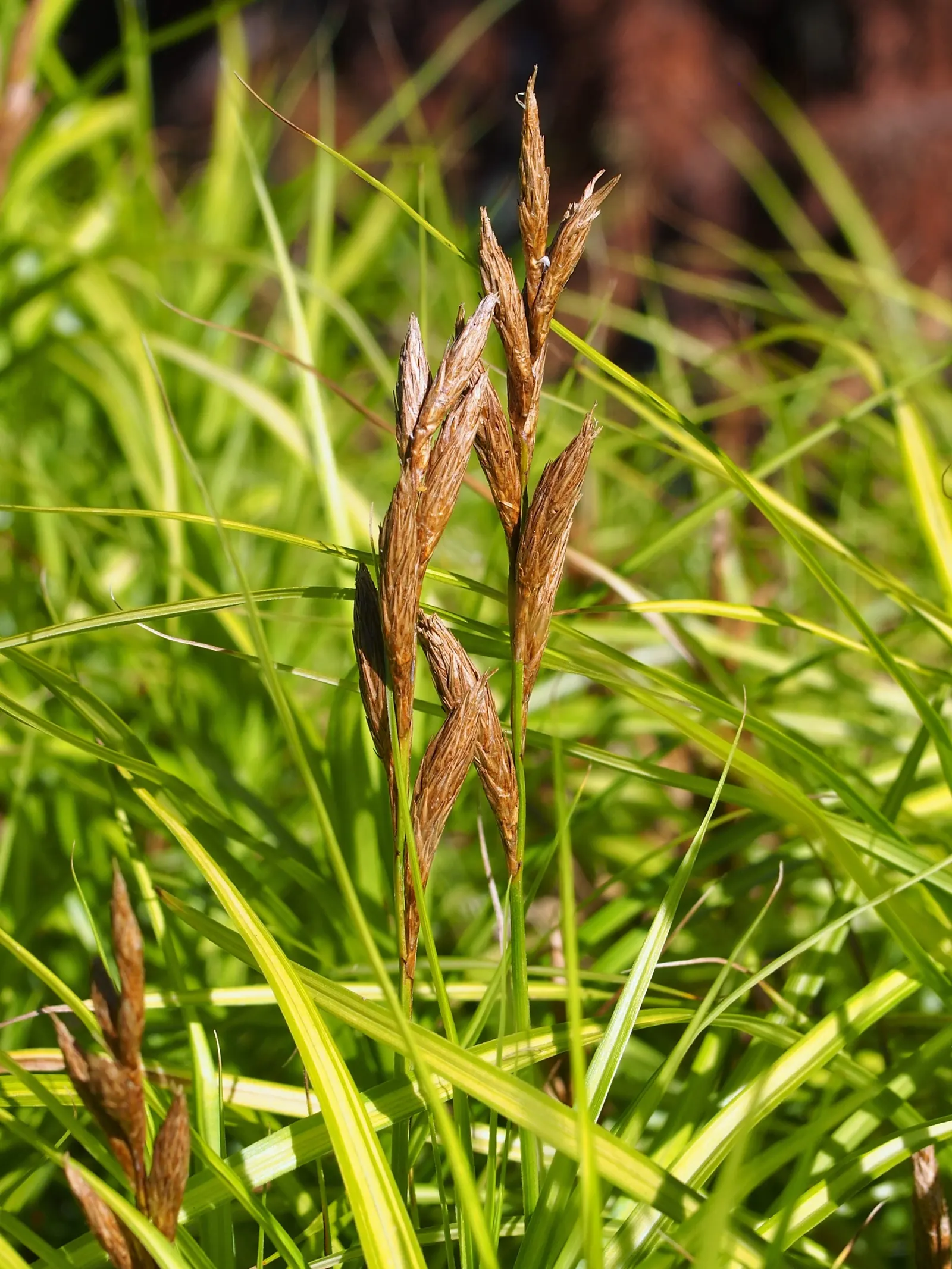 Spark Plug Sedge (Carex 'Spark Plug') — it is advisable to cut back the old foliage in early spring before new growth starts