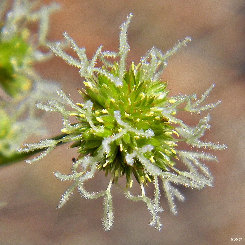 Spark Plug Sedge (Carex 'Spark Plug') — commonly referred to as Palm Sedge
