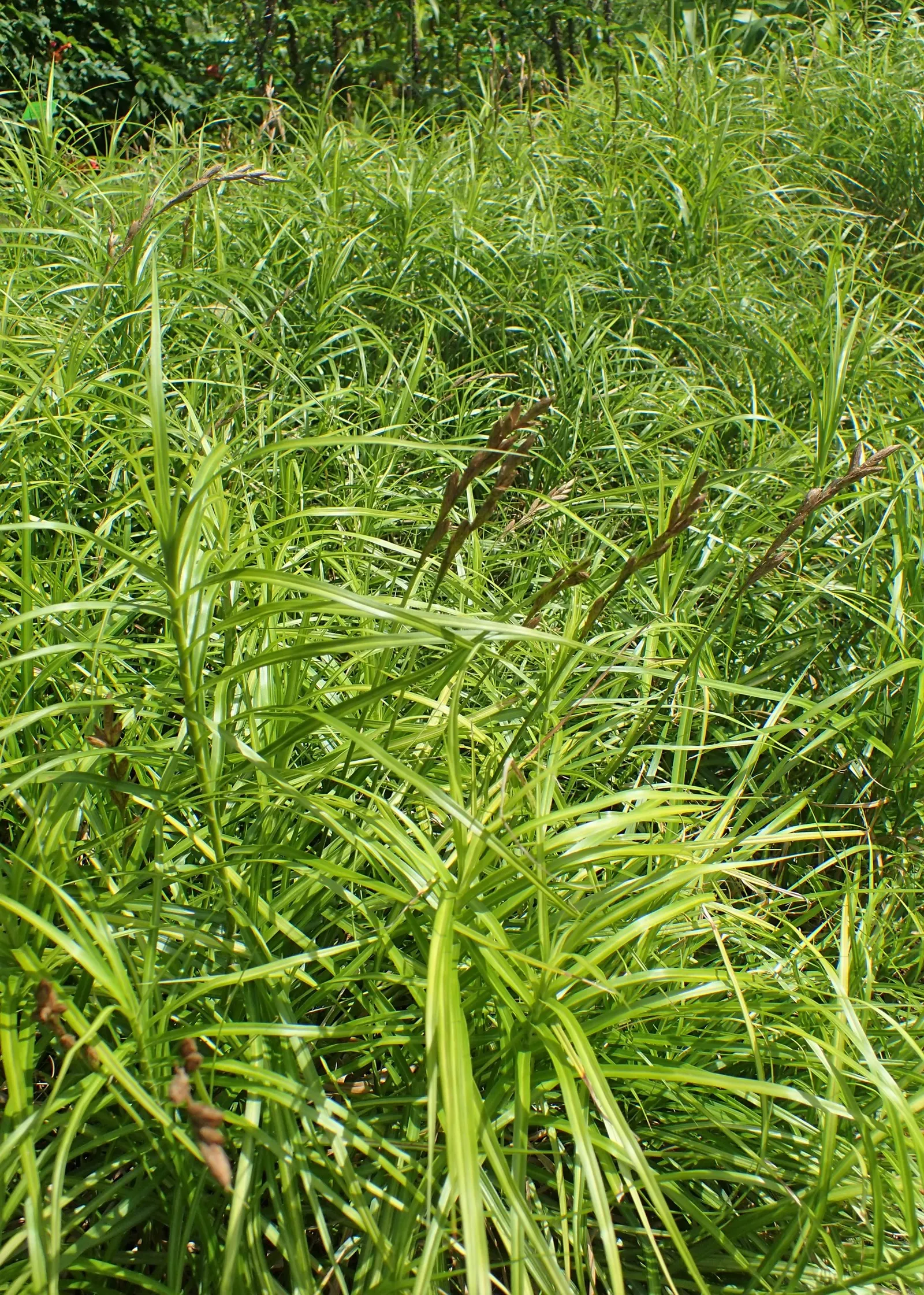 Spark Plug Sedge (Carex 'Spark Plug') — is an ornamental grass that exudes tropical charm through its palm-like foliage