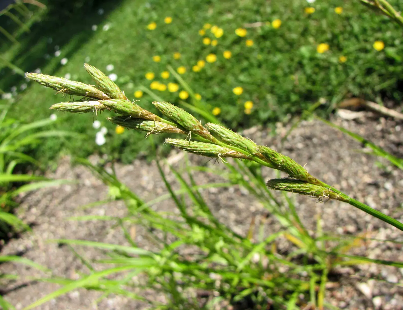 Spark Plug Sedge (Carex 'Spark Plug') — This plant thrives in USDA Hardiness Zones 4 through 9, which indicates a good level of cold hardiness
