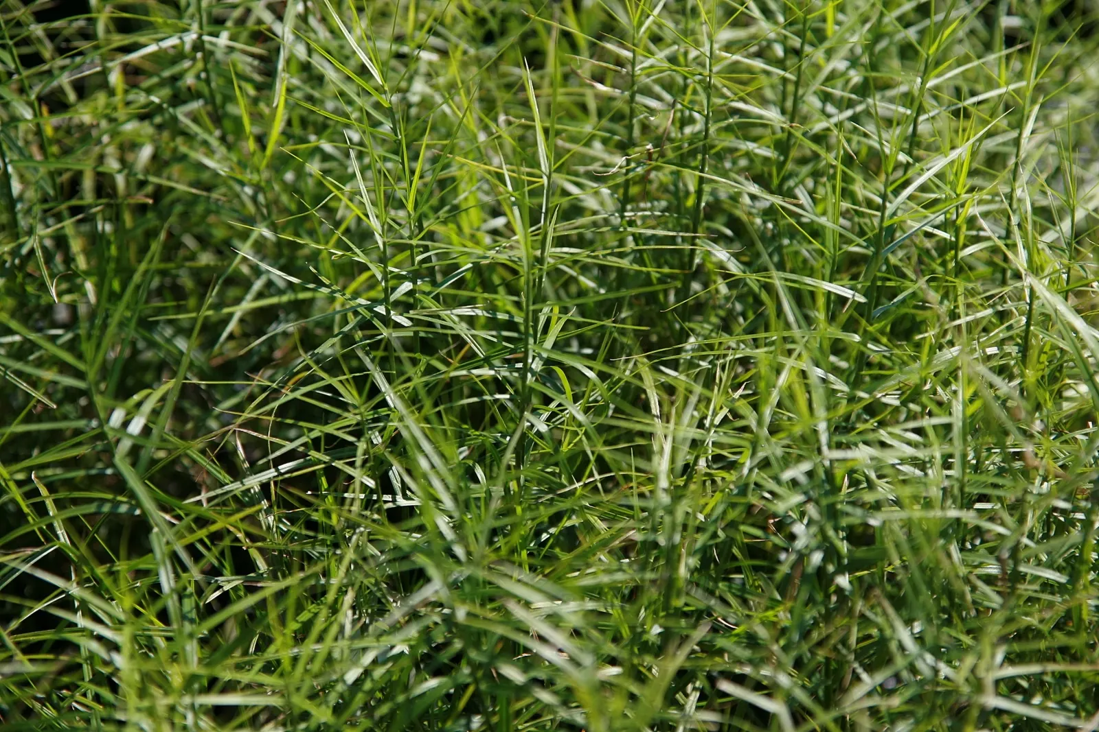 Spark Plug Sedge (Carex 'Spark Plug') — to maintain its tidy appearance