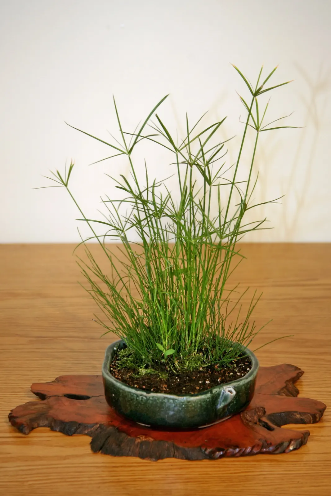 Spark Plug Sedge (Carex 'Spark Plug') — typically reaching about 18 to 24 inches in height and spreading roughly 18 to 20 inches wide