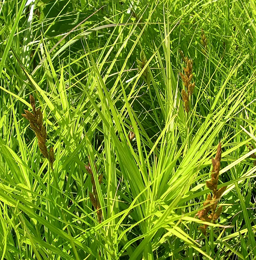 Spark Plug Sedge (Carex 'Spark Plug') — <br><br>With its bright green