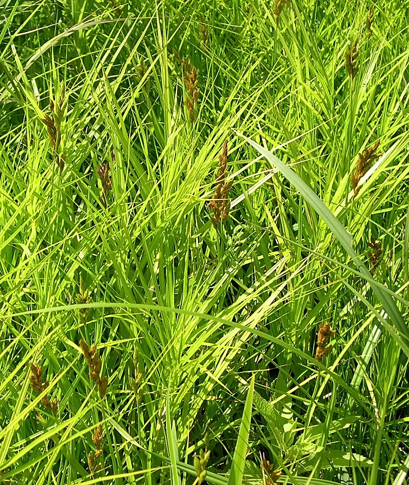 Spark Plug Sedge (Carex 'Spark Plug') — the Palm Sedge forms a dense