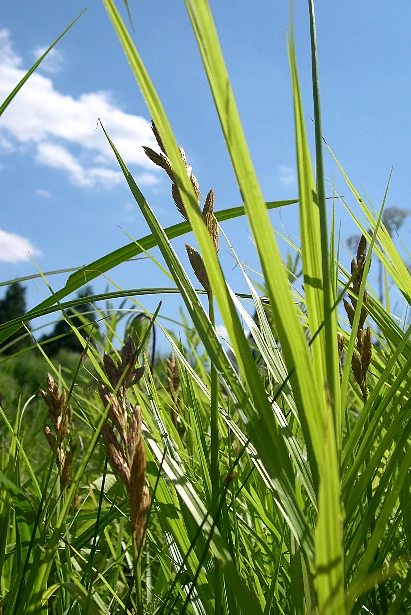 Spark Plug Sedge (Carex 'Spark Plug') — It thrives in zones 5-9, with a mature height of 12-18 inches and a spread of 10-12 inches