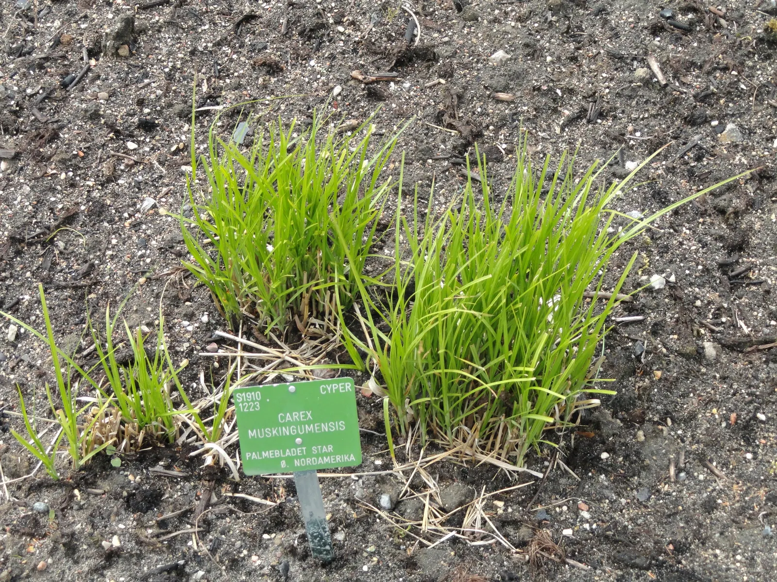 Spark Plug Sedge (Carex 'Spark Plug') — adding a tropical touch to temperate landscapes