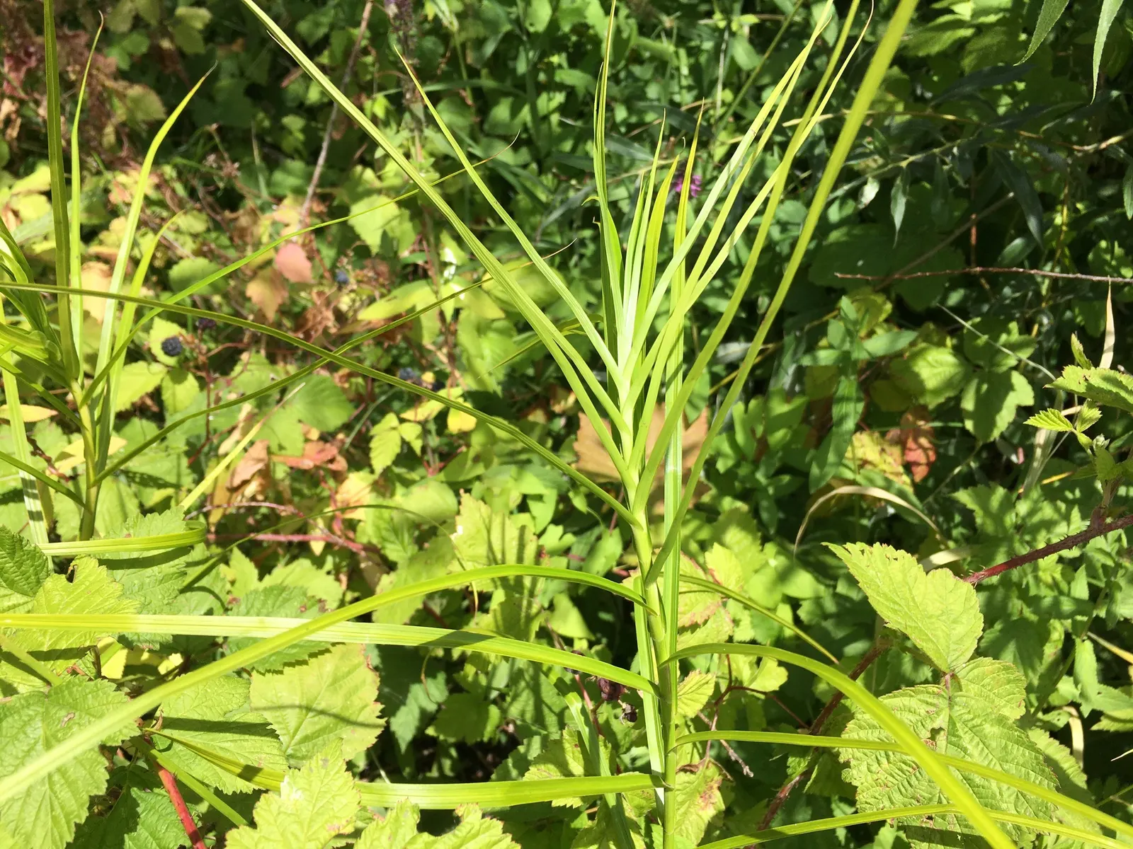 Spark Plug Sedge (Carex 'Spark Plug') — woodland garden aesthetic