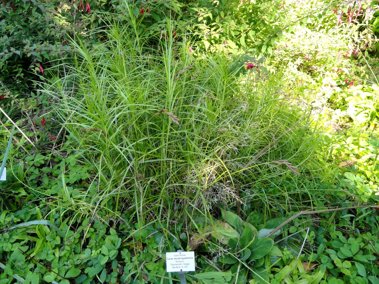 Spark Plug Sedge (Carex 'Spark Plug') — Carex 'Spark Plug' is an ornamental grass with a lush, palm-like appearance