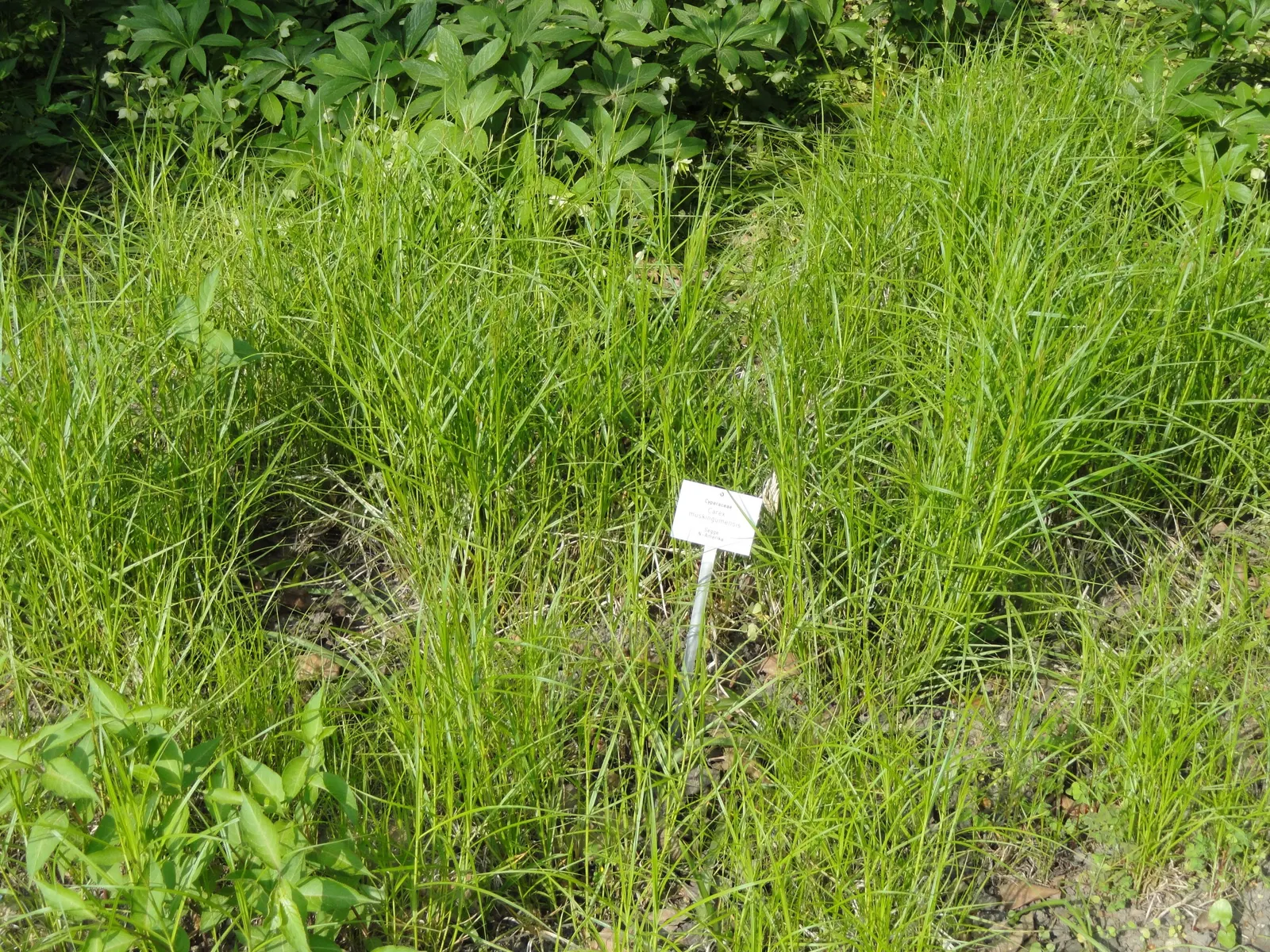 Spark Plug Sedge (Carex 'Spark Plug') — Spark Plug offers texture and year-round interest in garden beds or containers