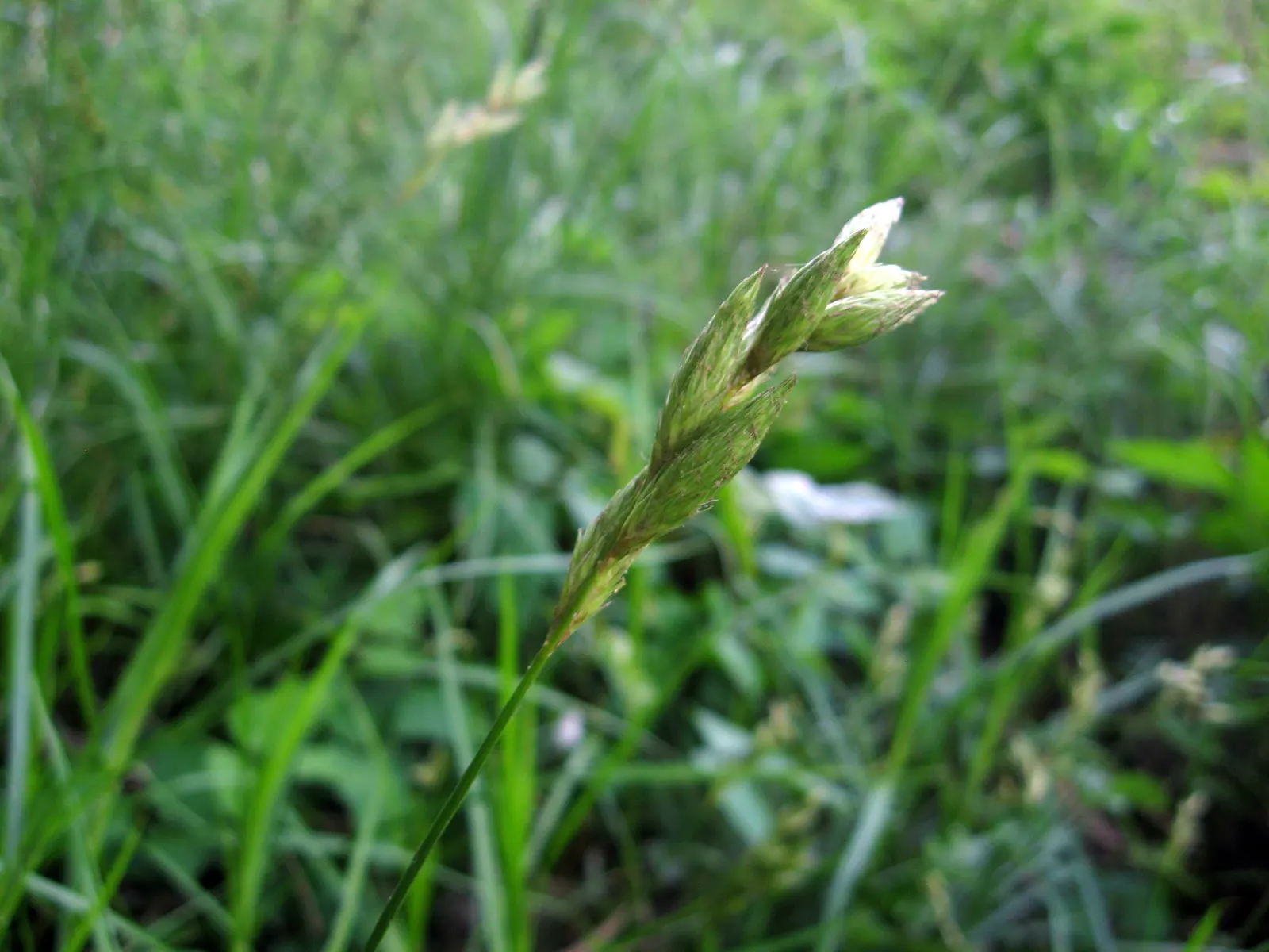 Spark Plug Sedge (Carex 'Spark Plug') — Its maintenance is low, requiring minimal care