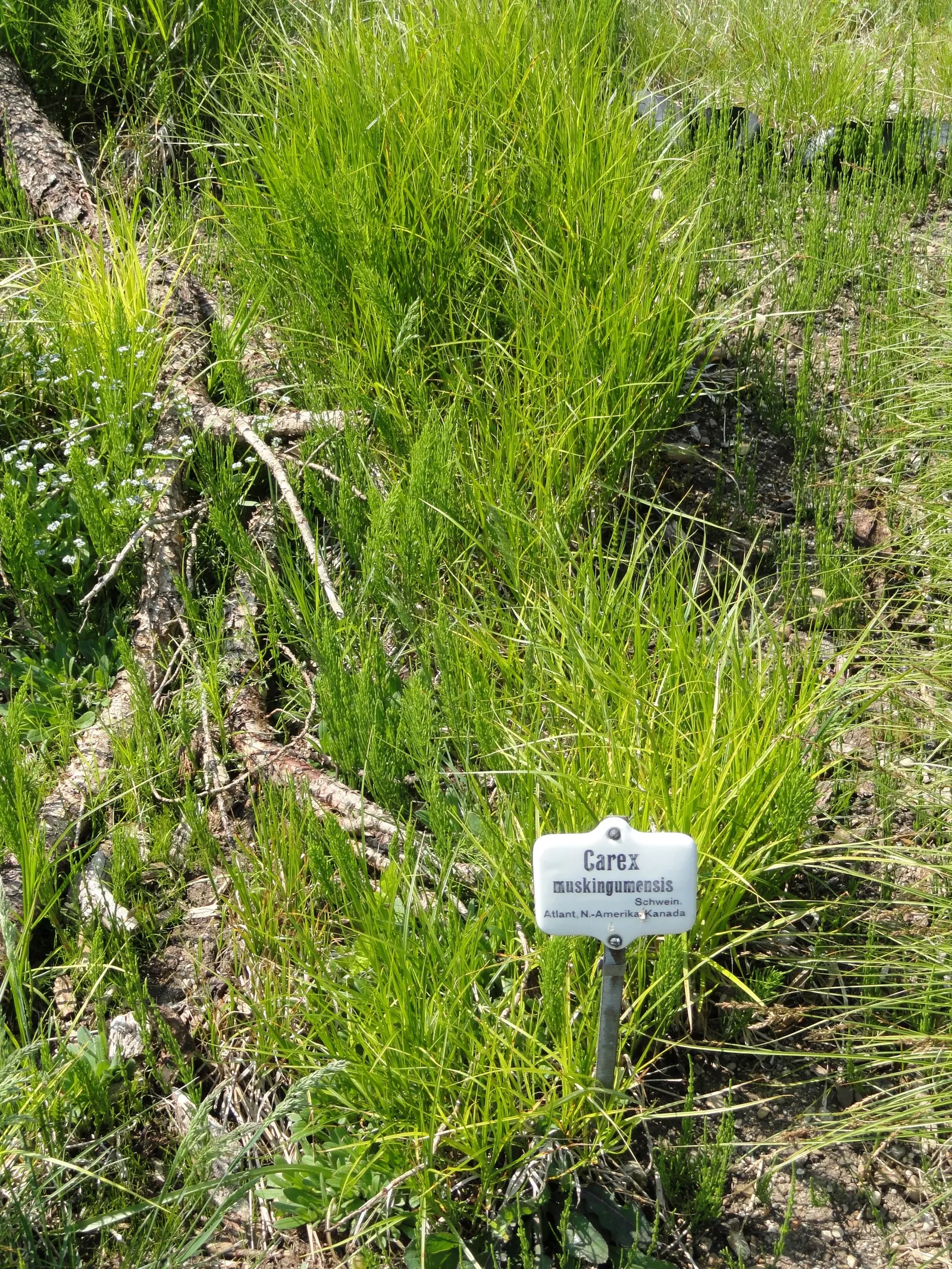 Spark Plug Sedge (Carex 'Spark Plug') — This clump-forming perennial prefers partial to full shade and moist, well-drained soil
