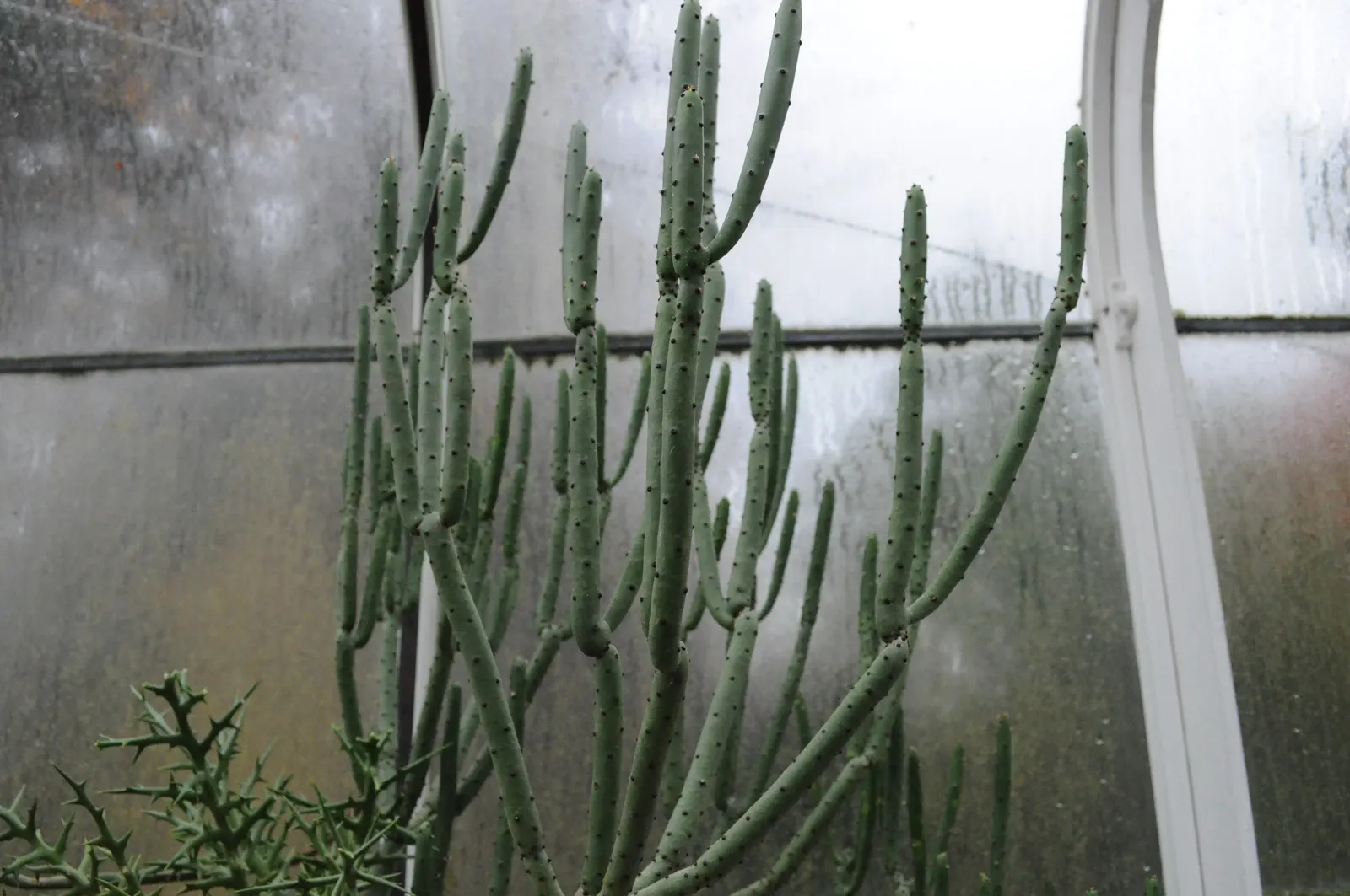 Leucodendron Spurge (Euphorbia Leucodendron) — It is known for its slender