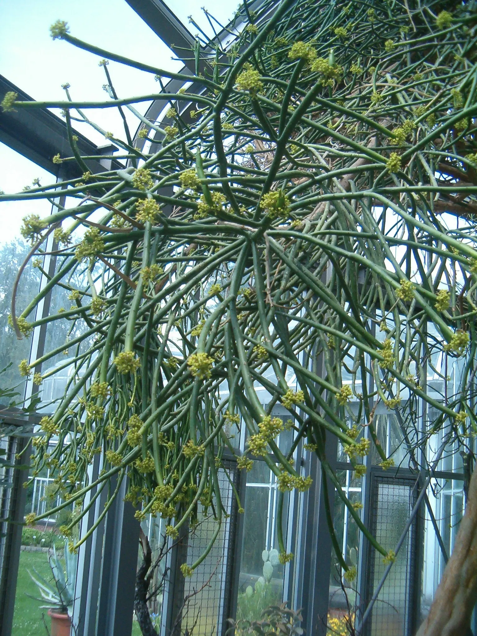 Leucodendron Spurge (Euphorbia Leucodendron) — offers a unique and structural appeal to any landscape design