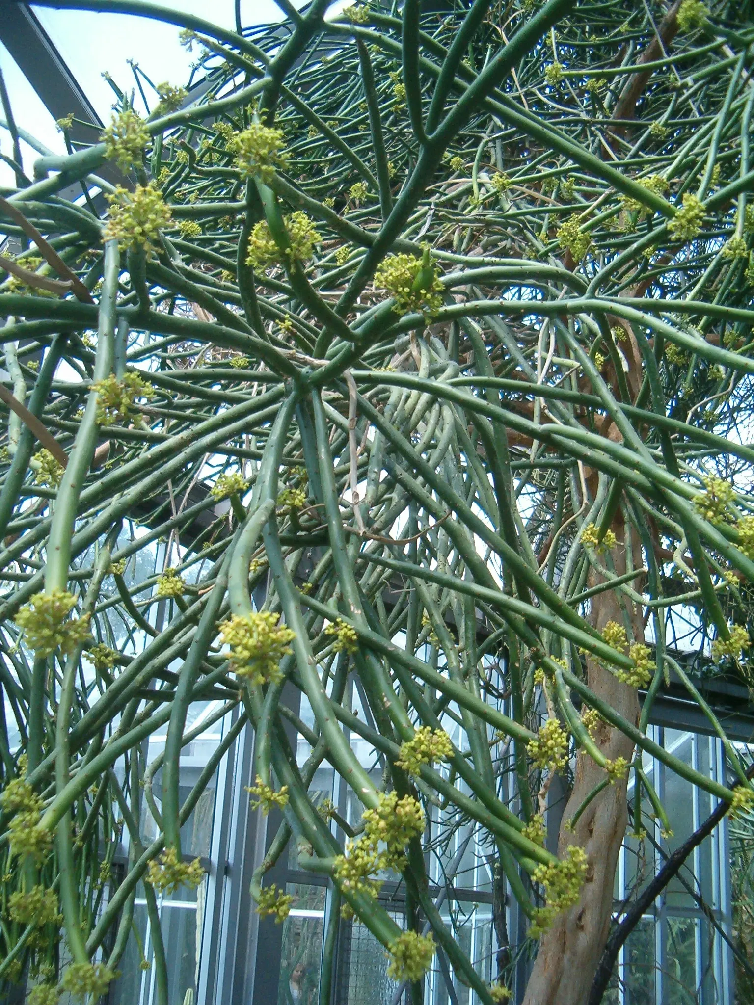 Leucodendron Spurge (Euphorbia Leucodendron) — The Cat Tails Euphorbia, or Euphorbia leucodendron, is a striking succulent shrub